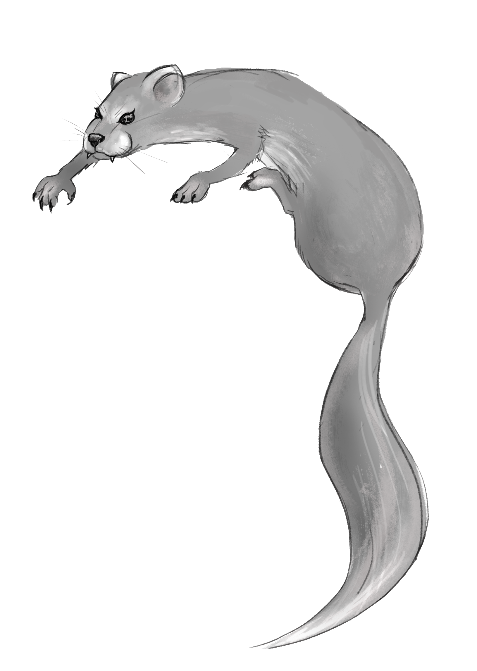 A sneaky weasel