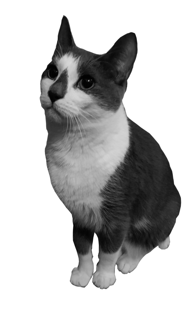Hector - black and white image of a small cat, looking to the left