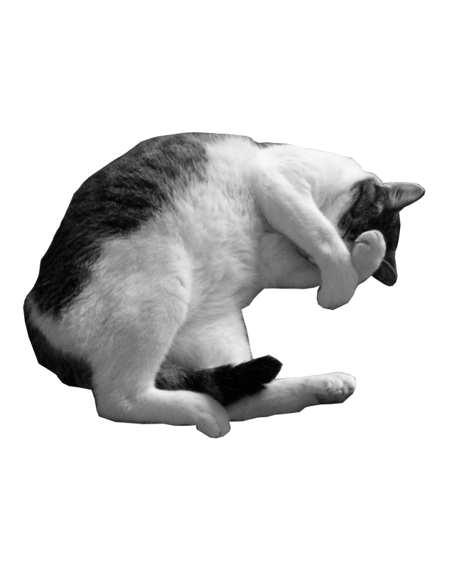 Barney - black and white picture of a cat lying down with its paws over its face