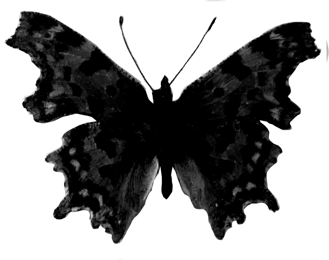 grayscale butterfly