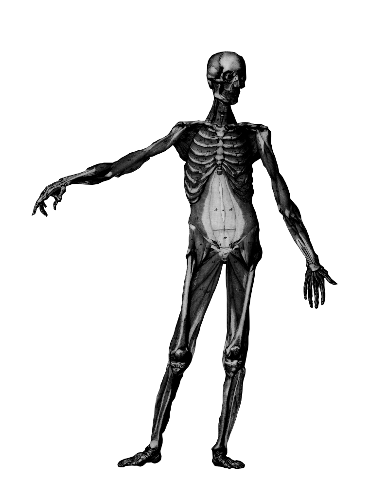 Anatomical drawing of a body without skin, pointing to the right