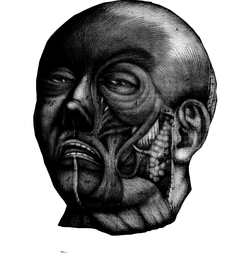 Anatomical head without skin, looking perplexed