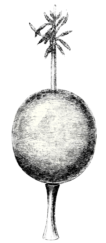 A long item with a round, central body, and a stick emerging from each hemisphere. The top stick has some form of leaf coming out of the top